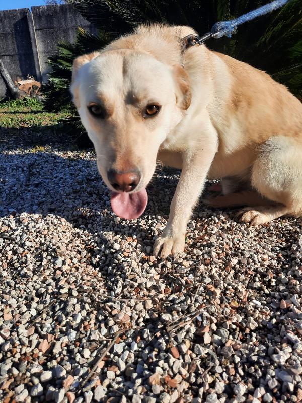 Gennarino Cucciolo Simil Labrador